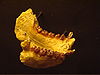 Aegyptopithecus teeth (University of Zurich)-1.JPG