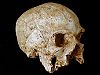 Hofmeyr Skull.jpg