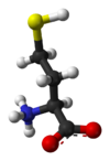 L-Homocysteine-3D-balls.png