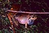 Mantidactylus leucocephalus.jpg