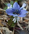 Polygala calcarea08.jpg