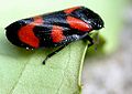 Cercopis vulnerata01.jpg