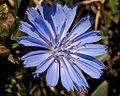 Chicory flower 001.jpg