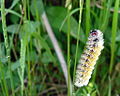 Ctenucha virginica Caterpillar.jpg