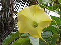 Datura versicolor1.jpg