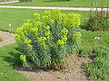 Euphorbia characias3.jpg