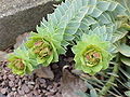 Euphorbia myrsinites1.jpg