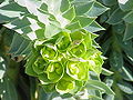 Euphorbia myrsinites5.jpg