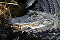 Everglades Natl Park Alligator.jpg