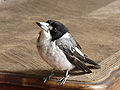 Juvenile Grey Butcherbird.jpg