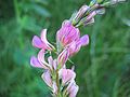 Onobrychis viciifolia.jpeg