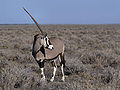 Oryx gazella (Gemsbok).jpg