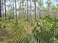 Pinedeeverglades3.jpg