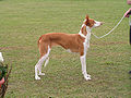 Podenco Ibicenco.jpg