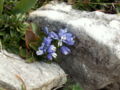 Polygala calcarea06.jpg