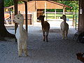 Rose Hill Farm Alpaca 04.jpg