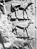 Saluki egypt.jpg