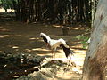 White Stork in Vandaloor Zoo.JPG