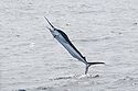 White Marlin in North Carolina 1394318584.jpg