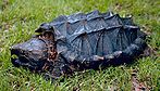 Alligator snapping turtle.jpg