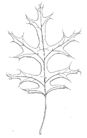 Dessin d'une feuille de Quercus coccinea (ou Chêne écarlate) par Thoreau.