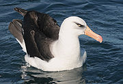 Un albatros de l'espèce Thalassarche impavida posé sur l'eau