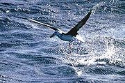 un albatros à sourcils noirs, hameçonné au bout d'une longue ligne et traîné derrière un bateau de pêche, tente desespérement de se dégager.