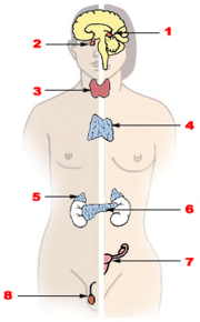 Illu endocrine system.png