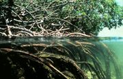 Vue de mangrove