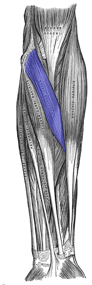 Image illustrative de l'article Muscle rond pronateur