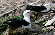 deux Albatros à sourcils noirs sont couchés sur un replat d'une falaise.