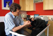 vétérinaire examine un chat