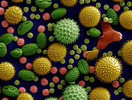 Misc pollen colorized.jpg