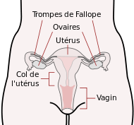 Scheme female reproductive system-fr.svg
