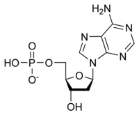Désoxyadénosine monophosphate