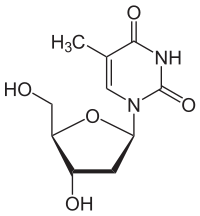 Schéma de la désoxythymidine