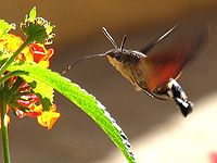 Les ailes de l'oiseau-mouche (à gauche) et du papillon moro sphinx (Lepidoptera,Sphingidae) (à droite) sont analogues pour leur capacité au vol stationnaire mais ne sont pas homologues car elles sont apparues indépendamment dans deux taxons, les Oiseaux et les Insectes, sans être l'héritage d'un ancêtre commun.
