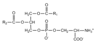 Phosphatidylsérine