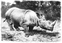 Rauhohr-Nashorn-drawing.jpg