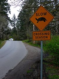 Un panneau orange, en forme de losange, sur la droite de la route indiquant en anglais ralentir : saison de traversée” avec une image de tortue.