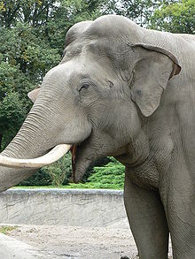 Photographie d'une tête d'éléphant d'Asie, prise de trois-quart. L'animal a la bouche ouverte et la majorité de sa trompe est hors champ.