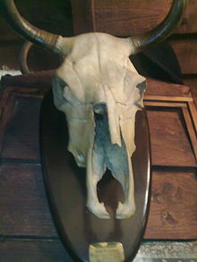 Crâne de taureau sur un support qui est fixé sur un mur. L'extrémité des cornes n'apparaît pas sur la photo
