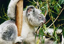 Koala accroché d'une main à une branche verticale, saisissant de l'autre main une feuille à l'extrémité d'une branche horizontale, tout cela en mâchant des feuilles d'eucalyptus