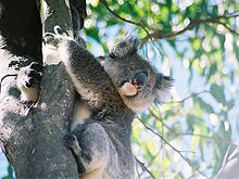 Koala avec des longs poils surtout sur les oreilles, enserrant un eucalyptus
