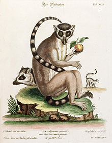 Dessin ancien représentant un lémur catta mangeant un fruit, avec une vue de profil de la tête et du corps.