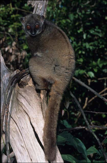 Un lépilémur (petit corps, longues jambes, fourrure brun-roux, grand yeux, et une queue fine et pelucheuse) sur le tronc incliné d'un arbre, tournant sa tête en arrière vers l'appareil photo.