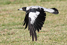 Un Cassican du groupe à dos blanc en vol vu de profil, les ailes vers le bas.