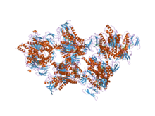 Structure d'une E3 humaine (PDB 1ZY8).