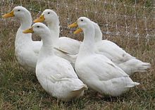 Cinq canards blancs.