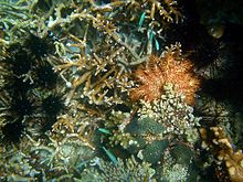une étoile de mer orange sur des coraux. La zone qu'elle vient de quitter est grise, dévorée.